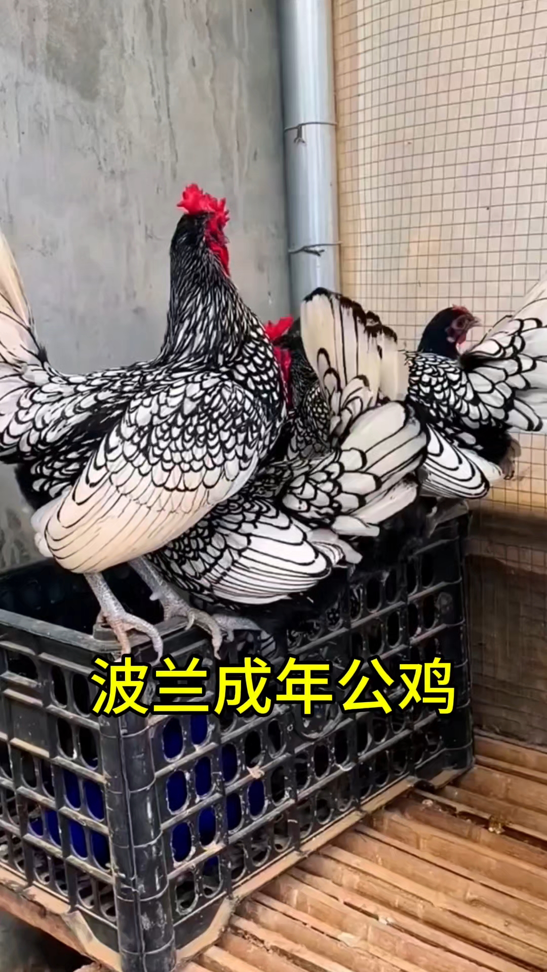 波兰小体观赏鸡喜欢的朋友点头像主页找我