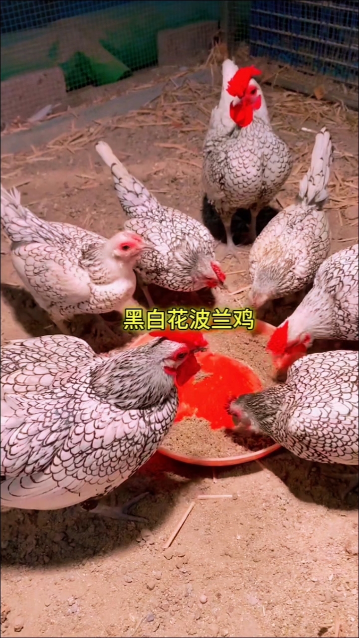 黑白花波兰鸡、鸡苗、受精种蛋欢迎交流养殖技术