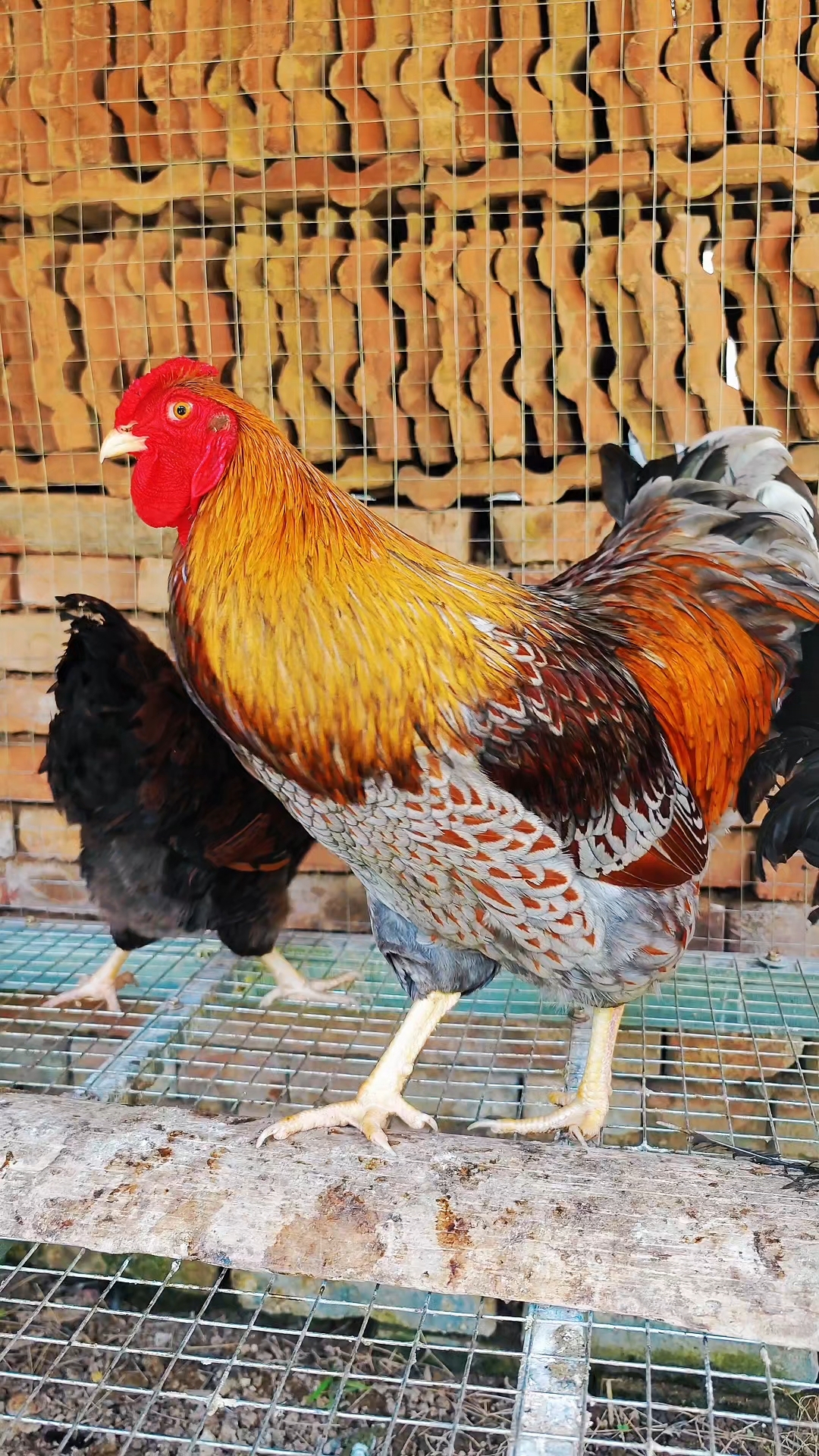 怀特鱼鳞观赏鸡\帽帽鸡\种蛋开出