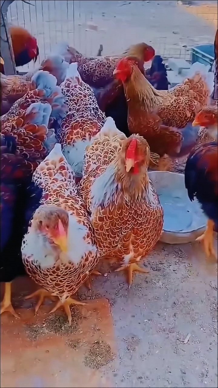 怀特鱼鳞观赏鸡、鸡苗、受精种蛋