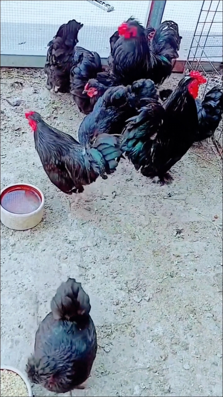 黑色元宝鸡,大吉大利