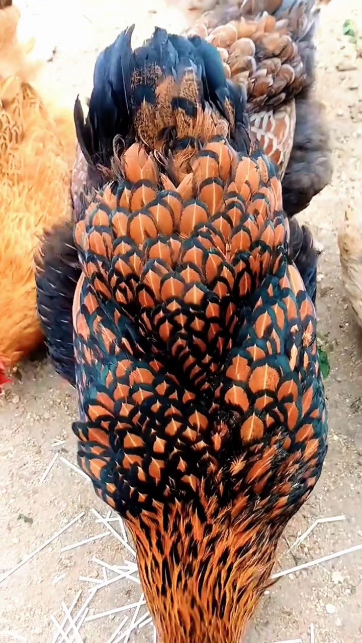 怀特鱼鳞观赏鸡