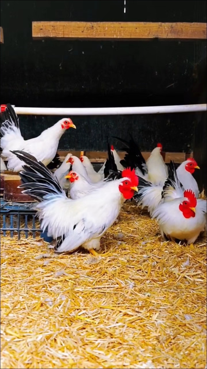 泰国矮桂观赏鸡