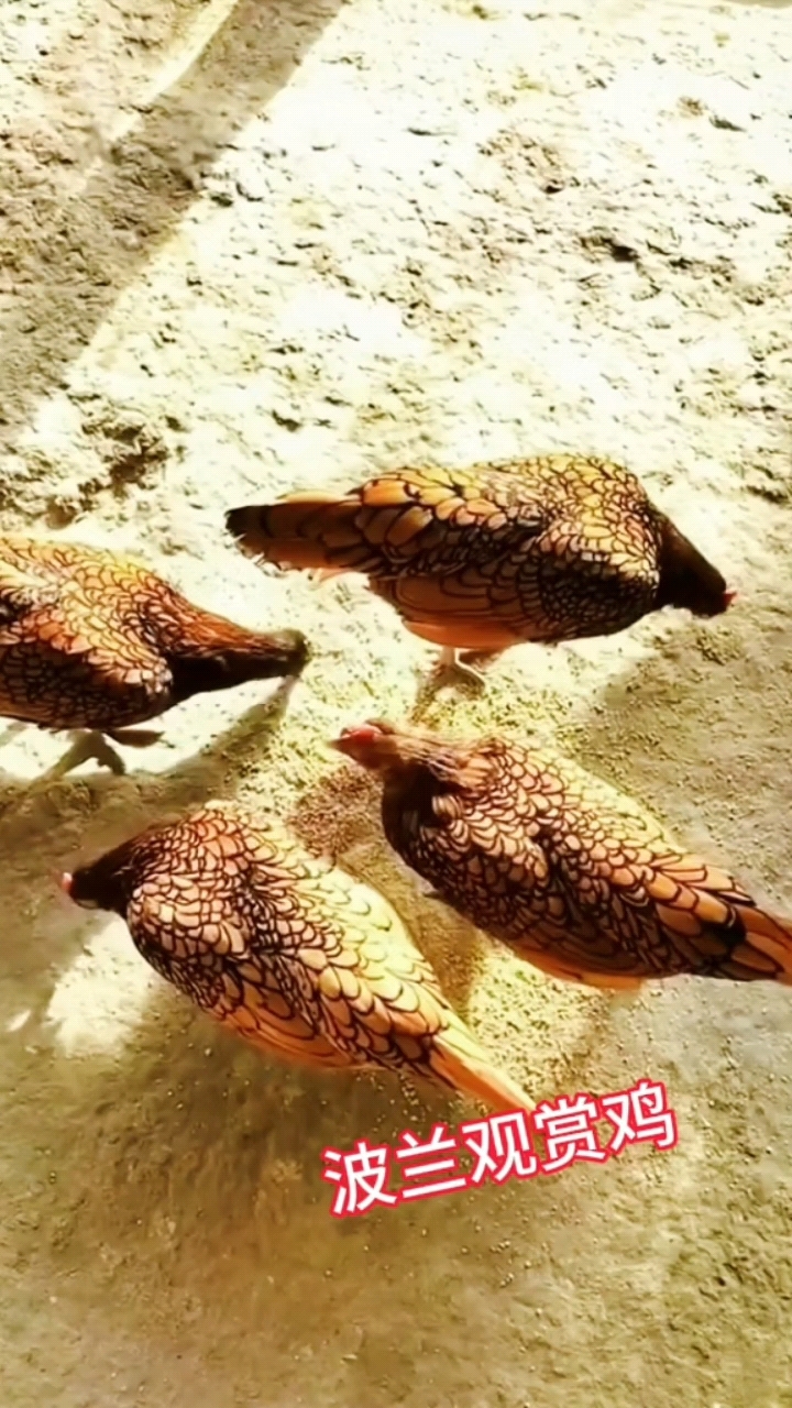 波兰观赏鸡、鸡苗、受精种蛋