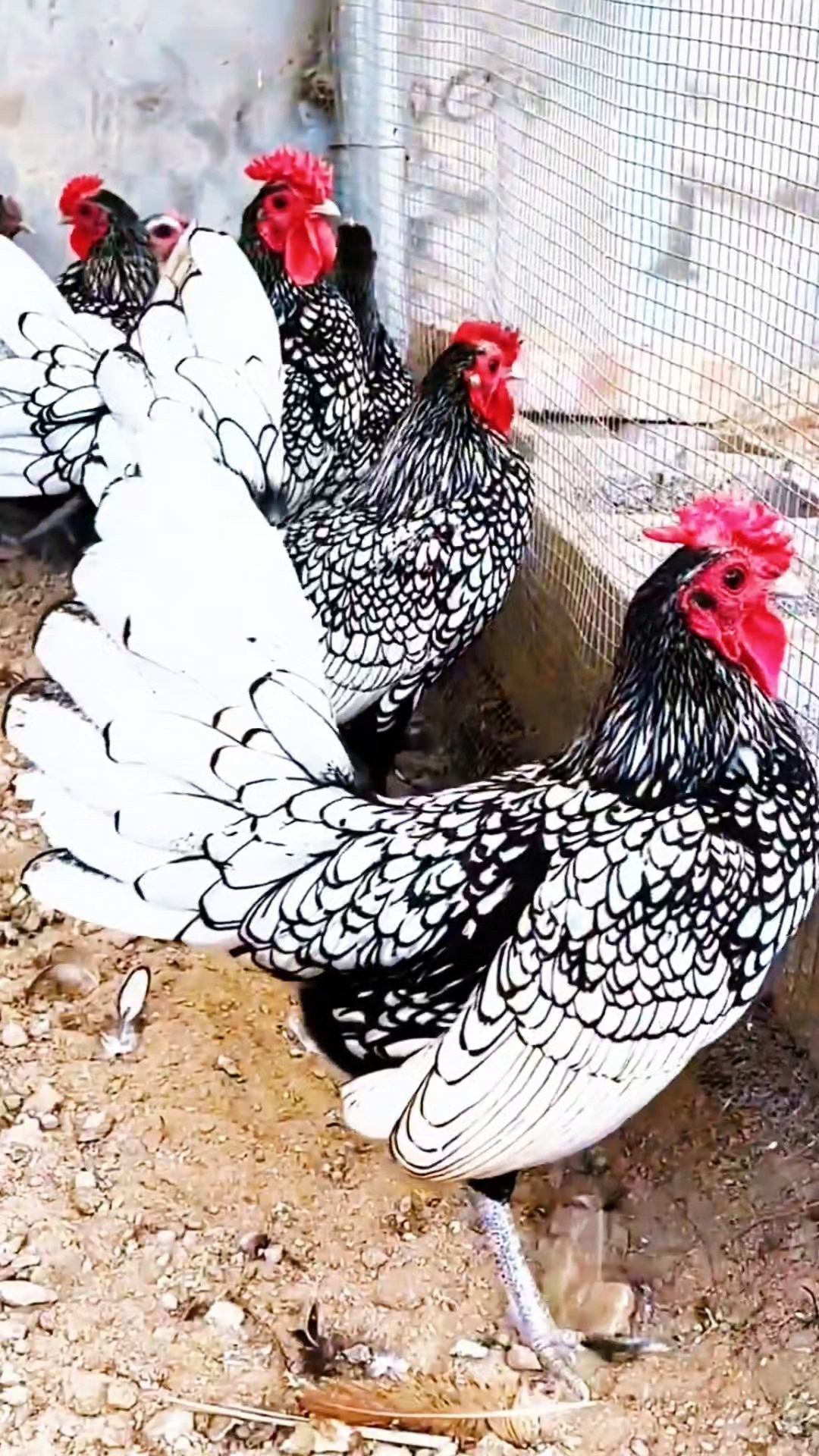 波兰鸡鸡苗受精种蛋欢迎交流养殖