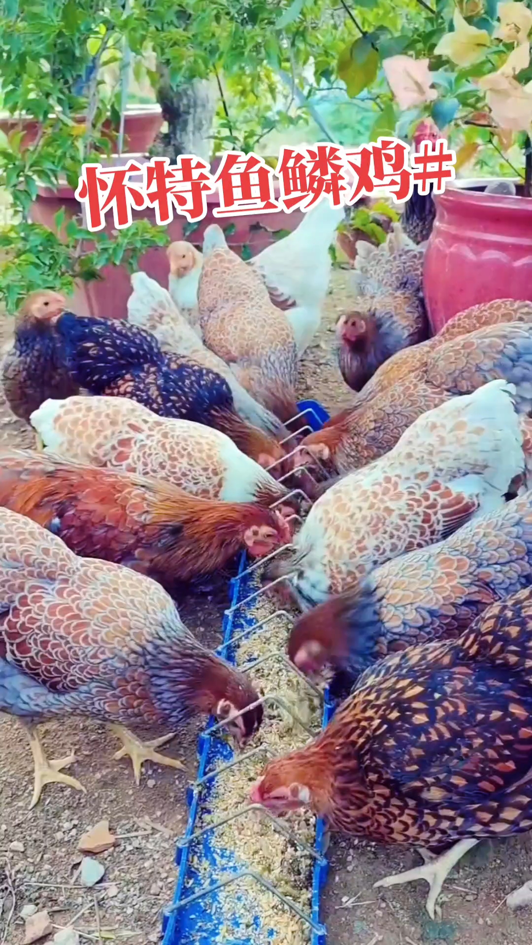 怀特鱼鳞观赏鸡\鸡苗\种蛋欢迎交流养殖
