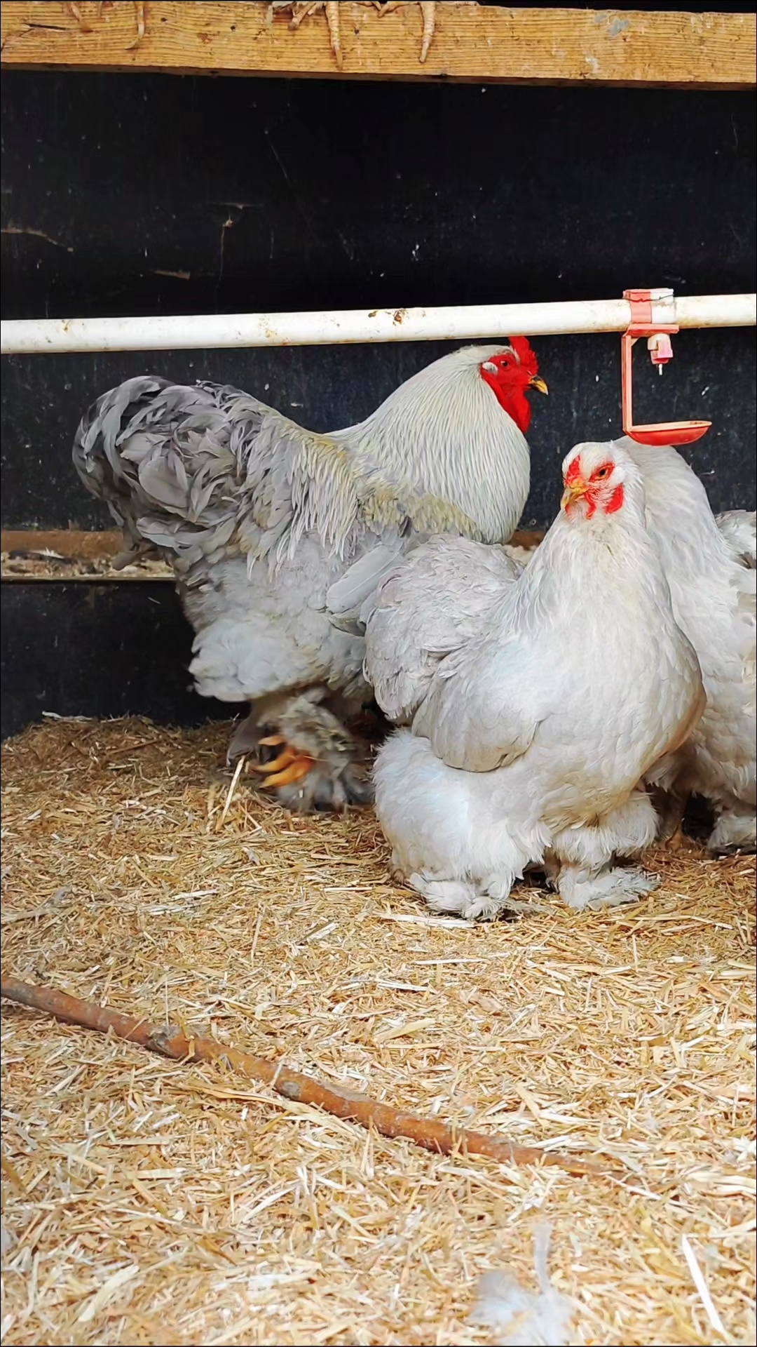 薰衣草婆罗门观赏鸡、鸡苗、种蛋欢迎交流养殖