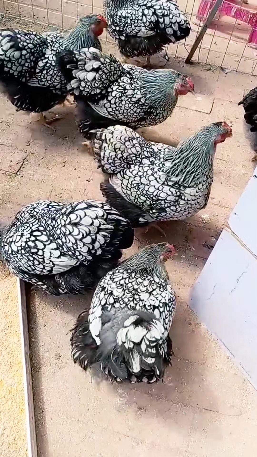 怀特鱼鳞观赏鸡
