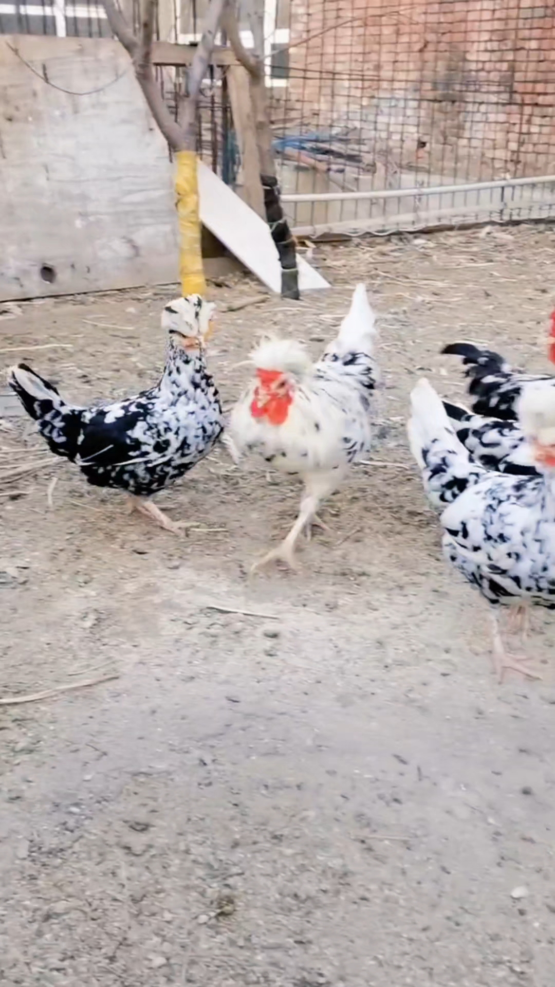 #贵妃鸡#即观赏又下蛋#适合全国各地饲养