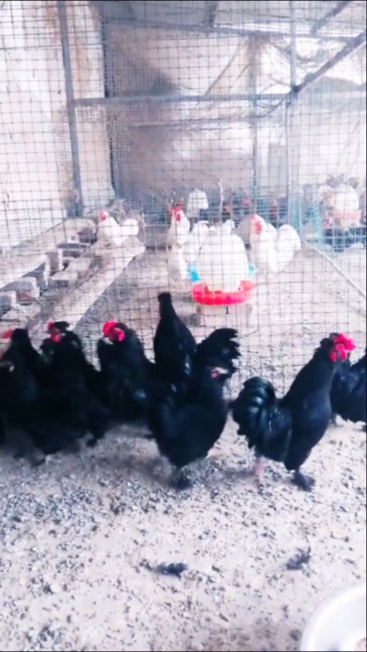 宫廷凤头元宝鸡、鸡苗、种蛋欢迎交流养殖