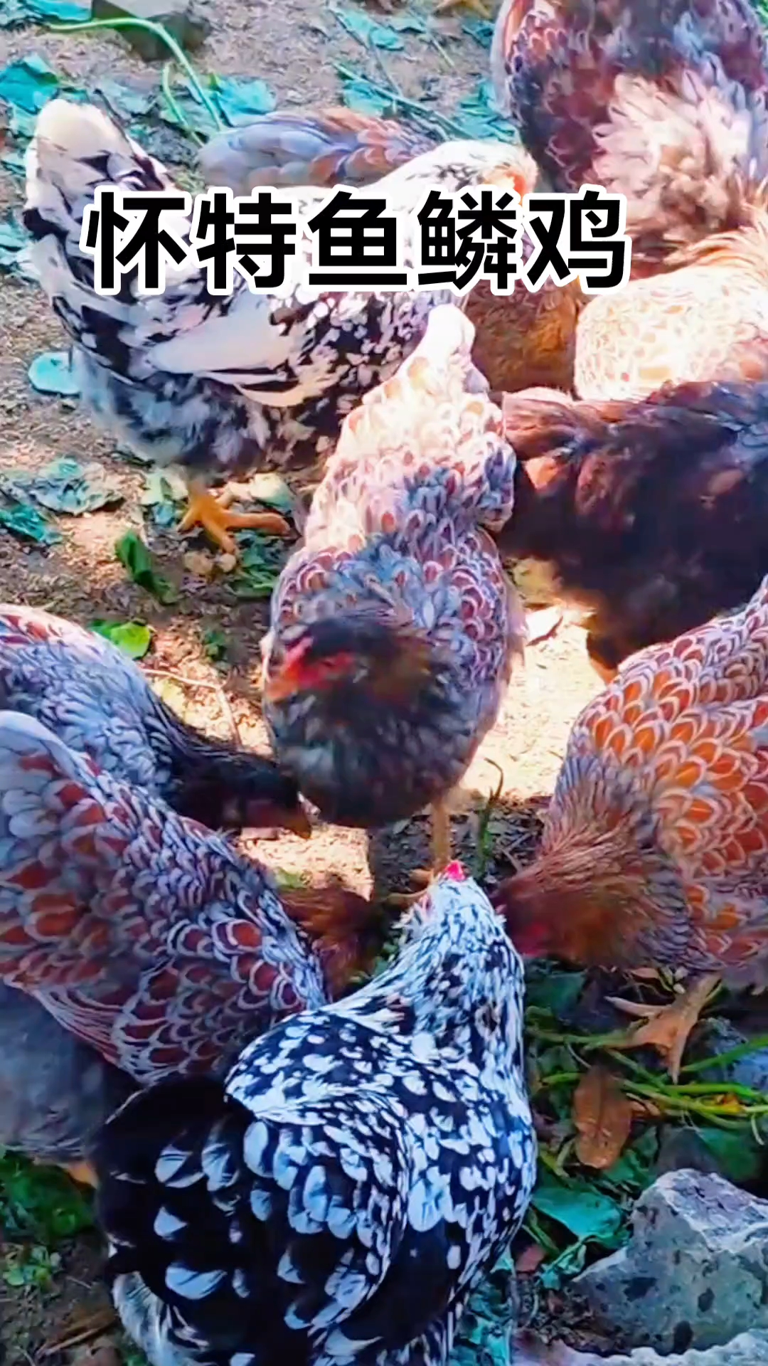 #怀特鱼鳞观赏鸡 #适合全国各地饲养