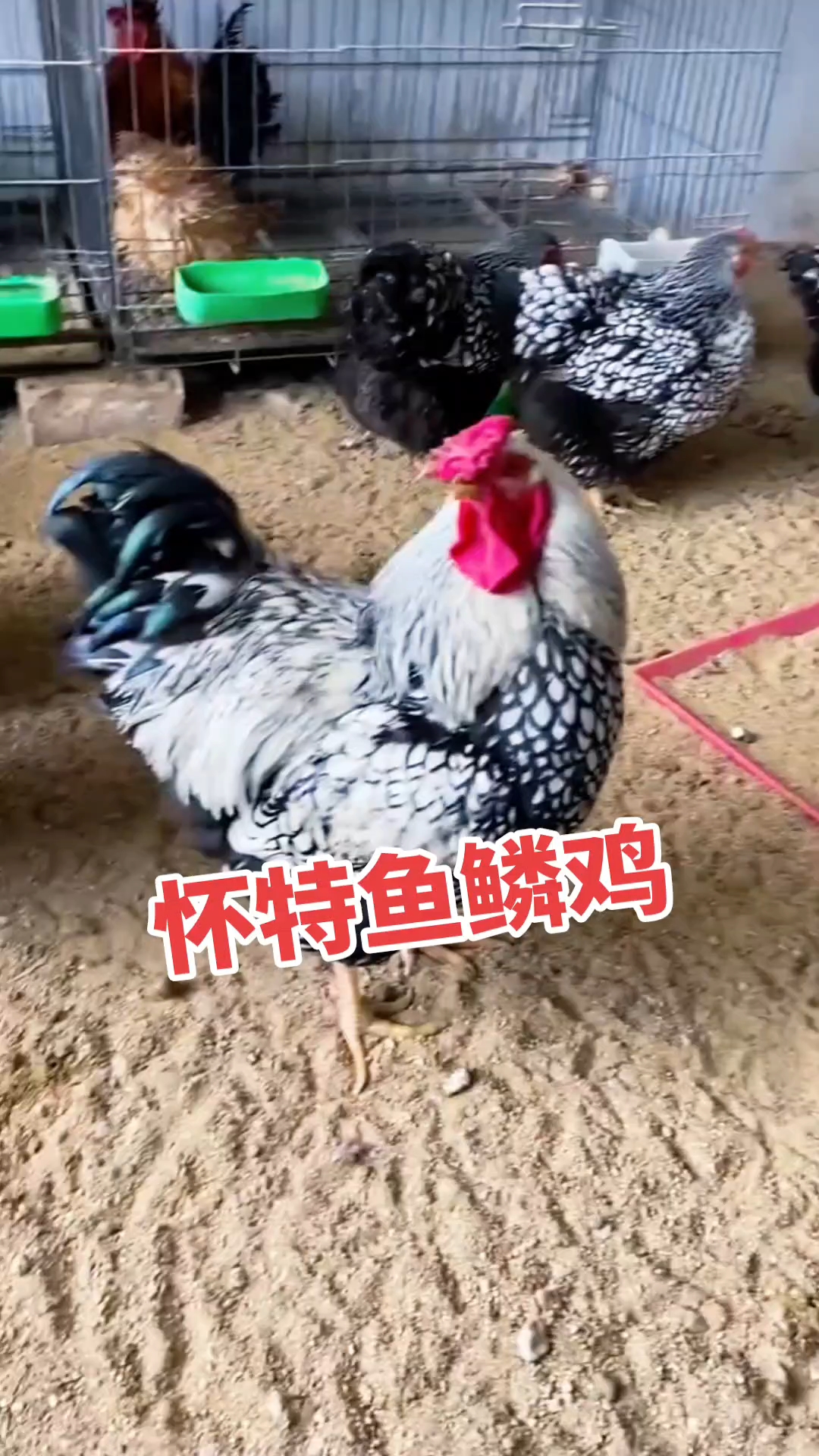 #怀特鱼鳞观赏鸡 #黑白花怀特、鸡苗、种蛋欢迎交流养殖