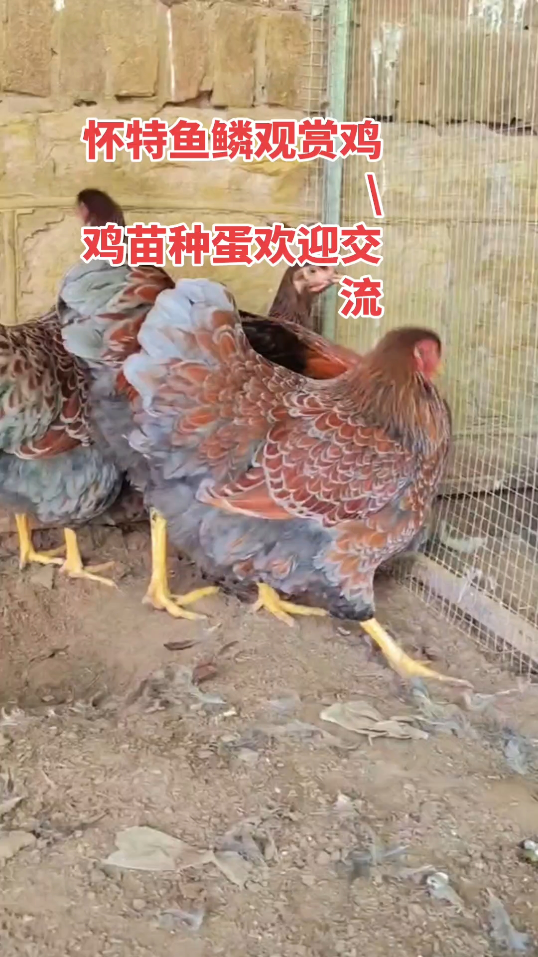怀特鱼鳞观赏鸡\鸡苗种蛋欢迎交流