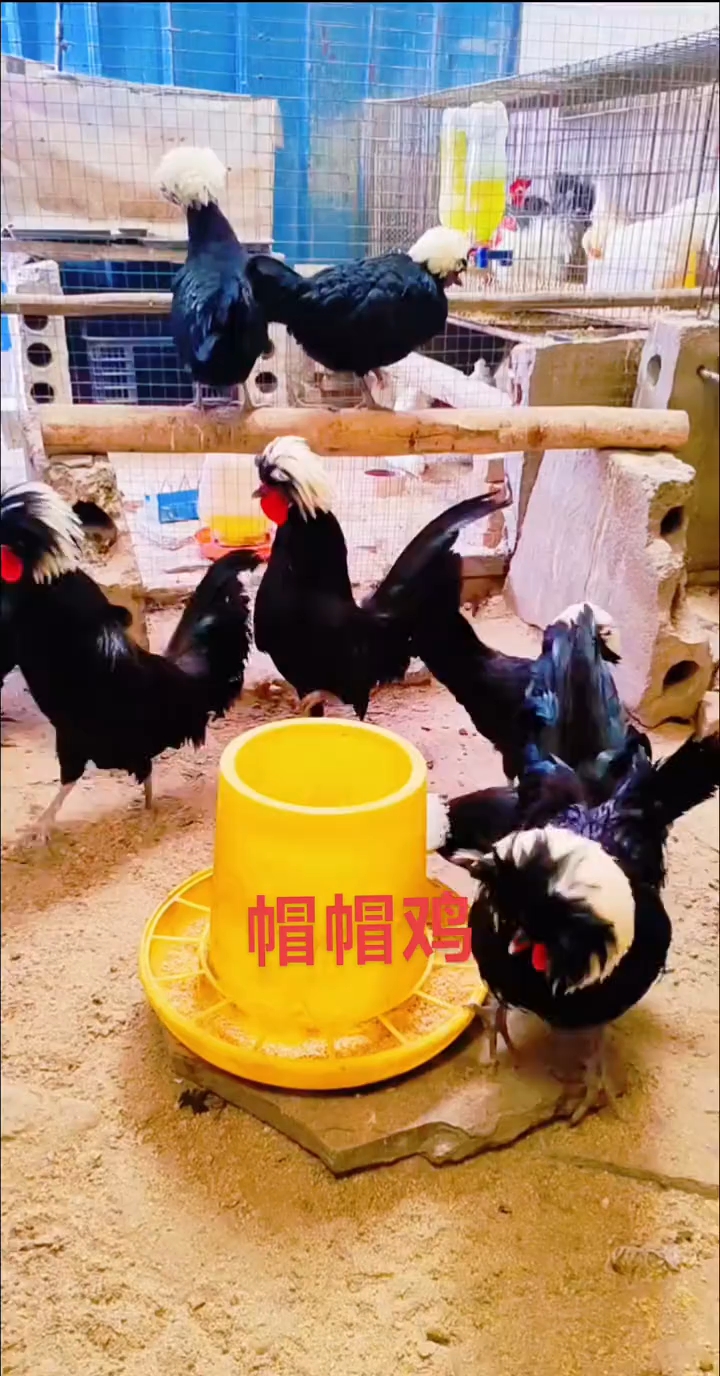 8.74 复制打开抖音,看看【果米观赏鸡养殖的作品】帽帽鸡 
