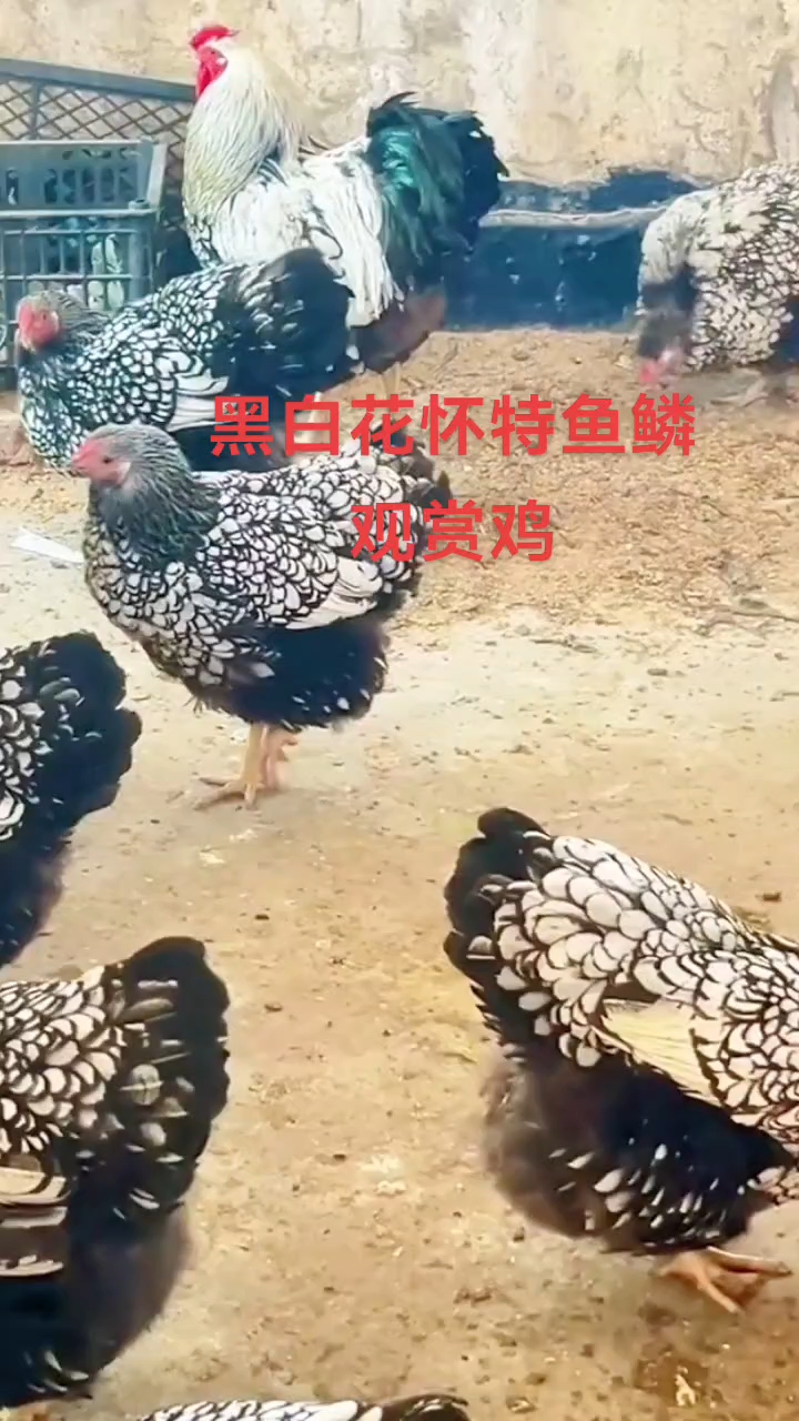 黑白花怀特鱼鳞观赏鸡