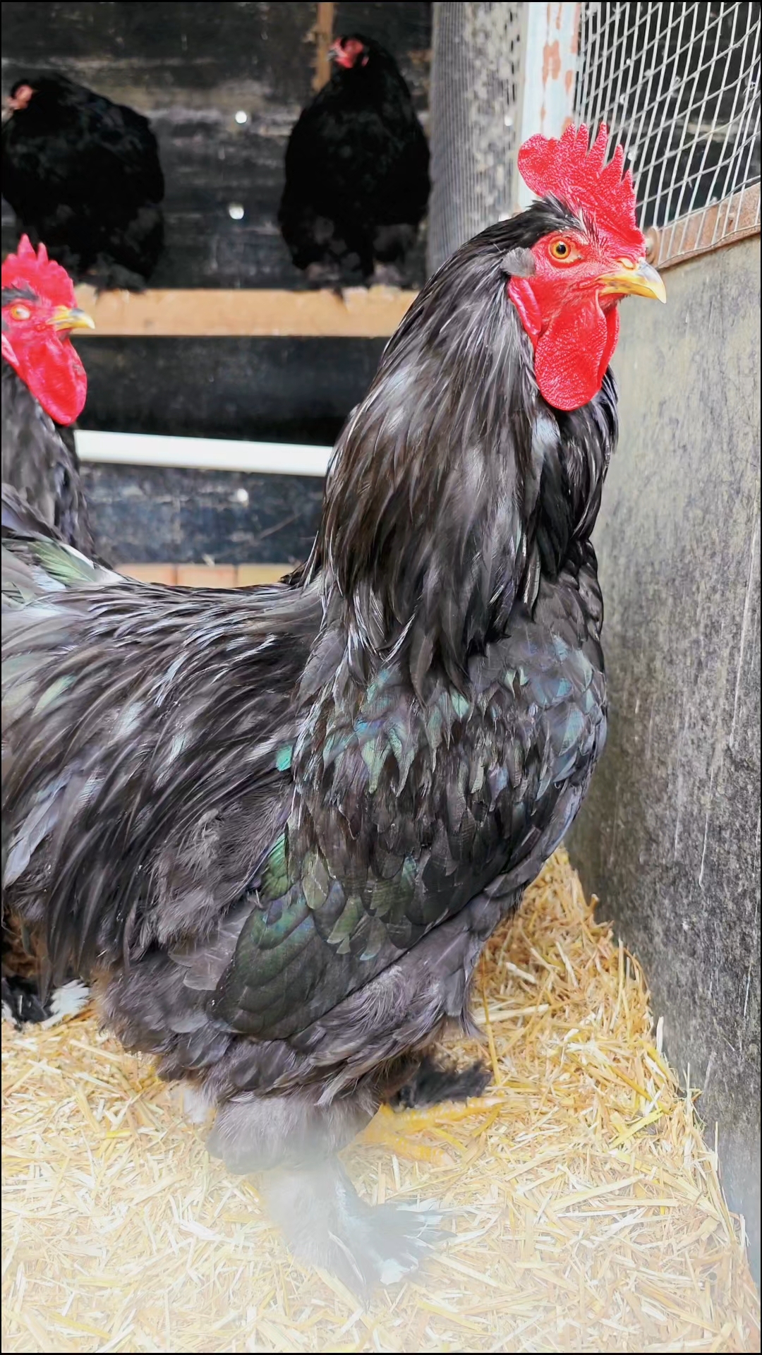 婆罗门观赏鸡、鸡苗、种蛋