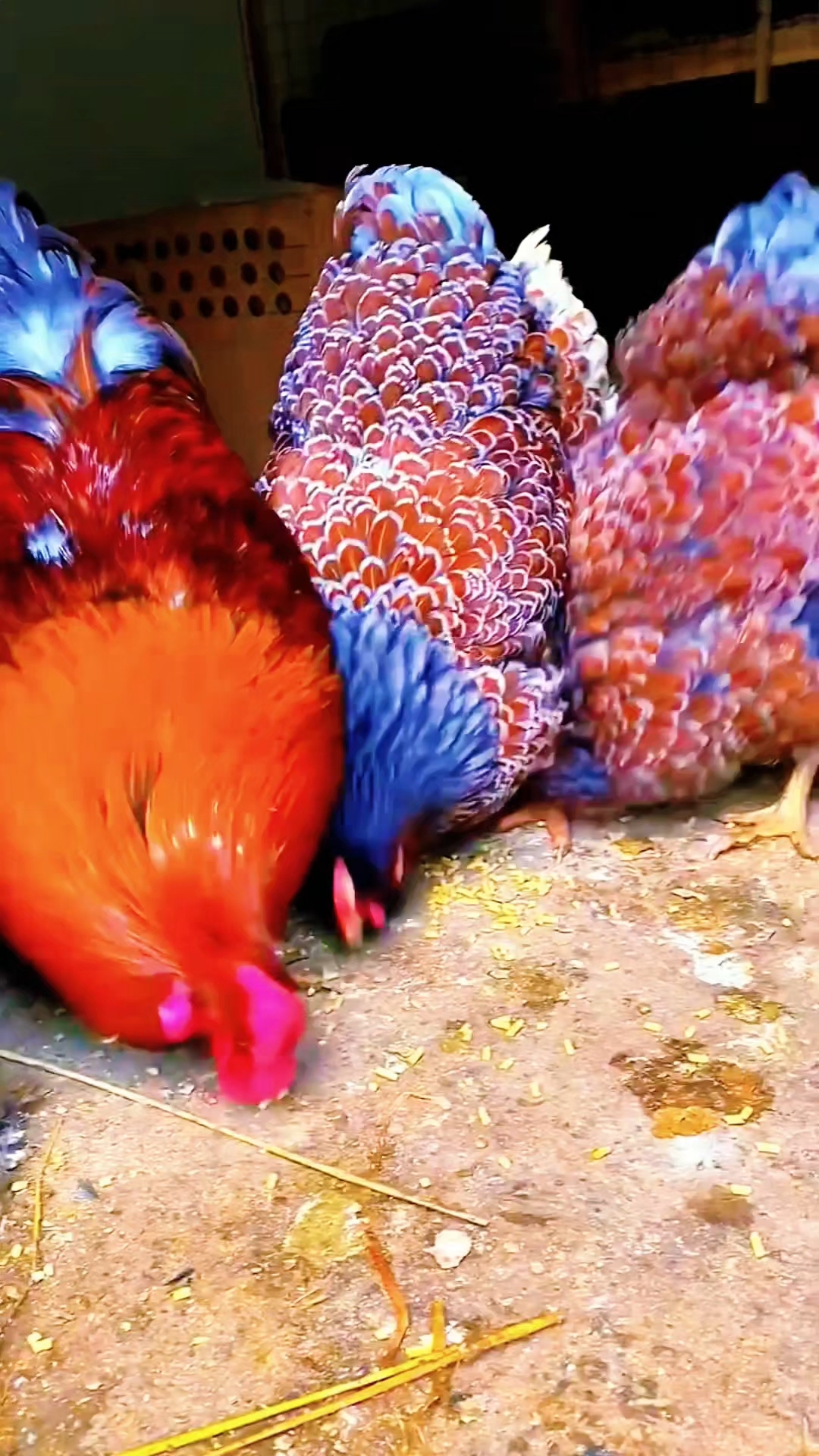 怀特鱼鳞观赏鸡、种蛋