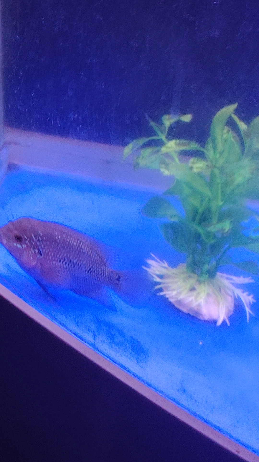 我养的罗汉鱼苗有认识是哪一个品种的吗?