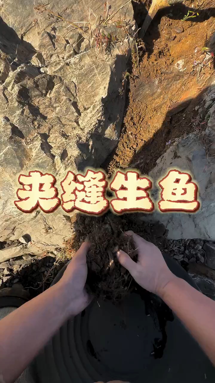 飞鱼 #砂金 #小黄鱼 #岩石 #黄金