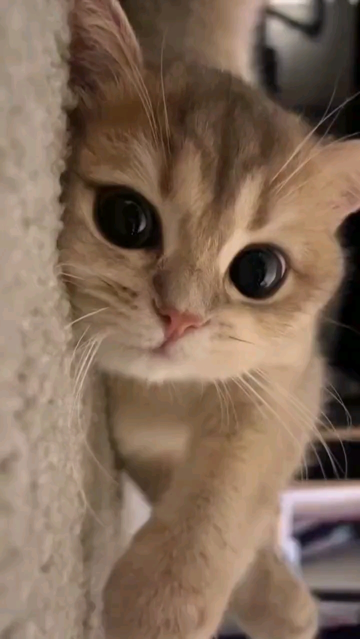 可爱猫咪,可以做壁纸了