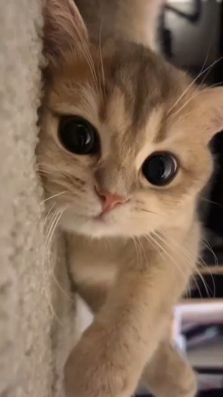 可爱猫咪,可以做壁纸了