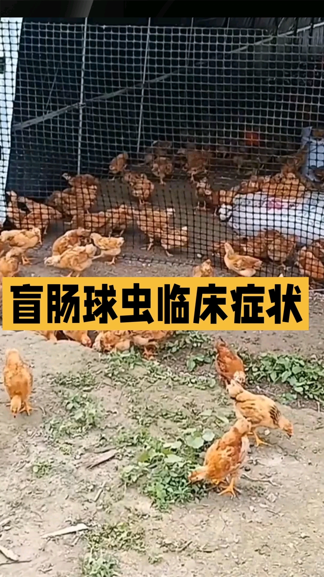 鸡盲肠球虫临床症状