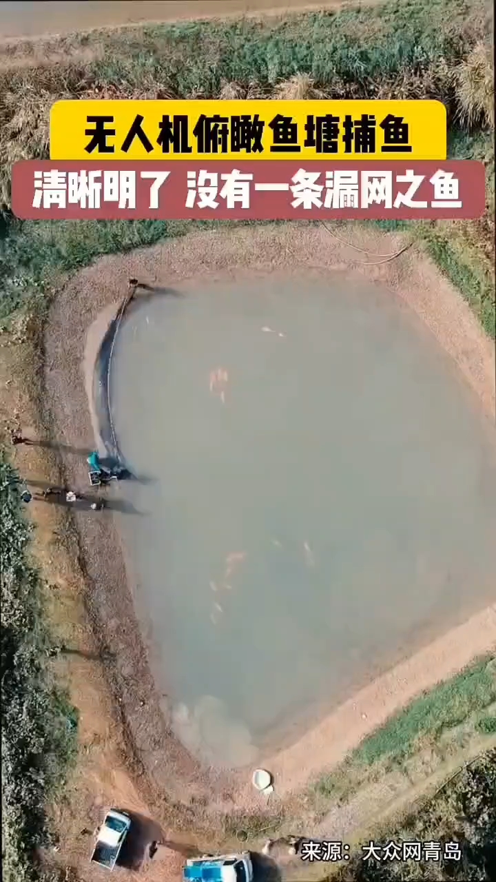 鱼塘捞鱼一网全壳