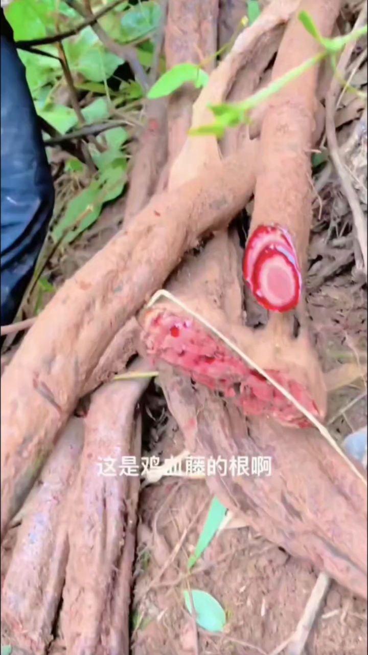 野生鸡血藤