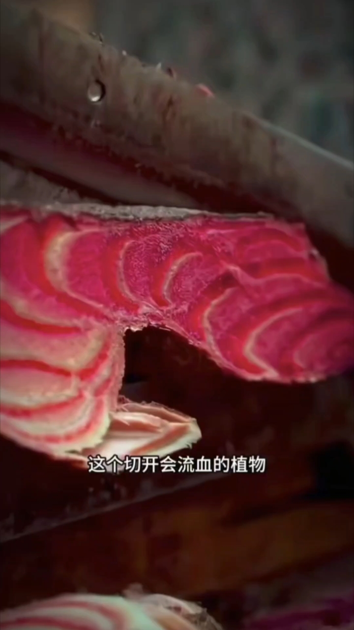 野生鸡血藤,女人的美容