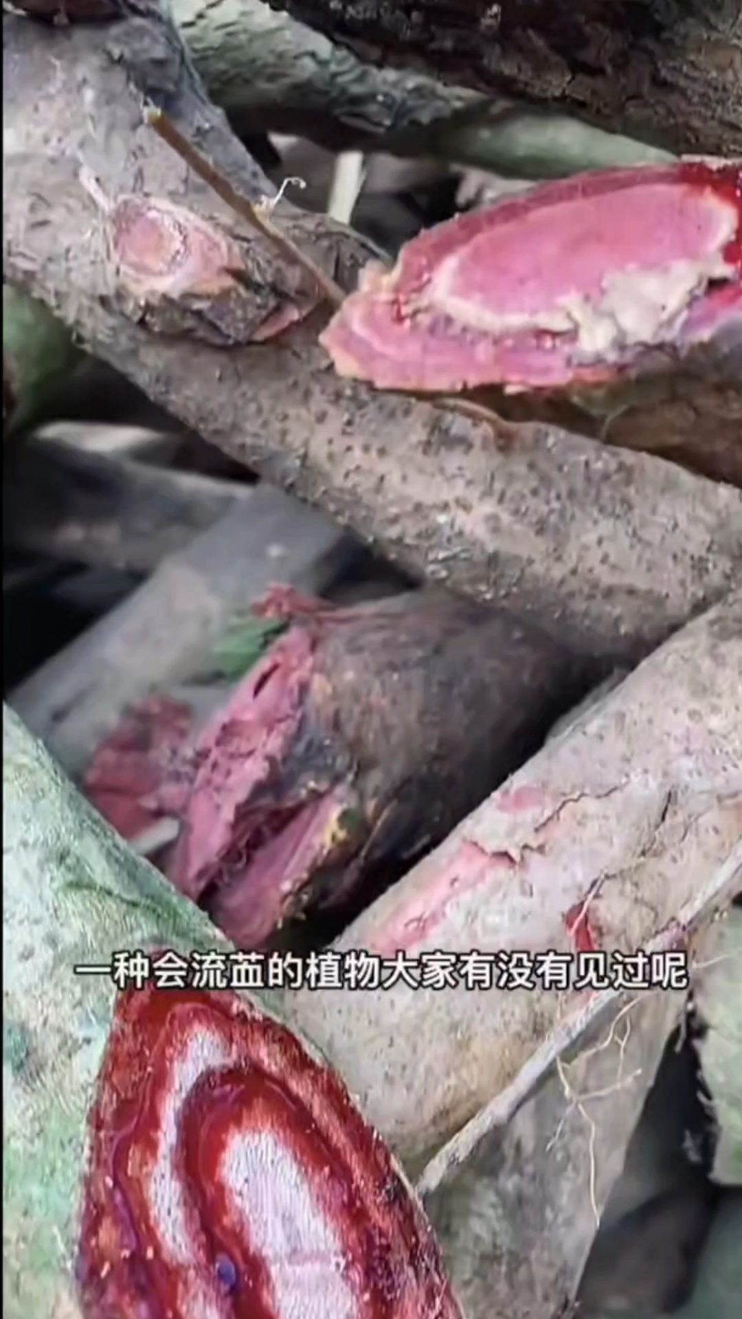 野生鸡血藤