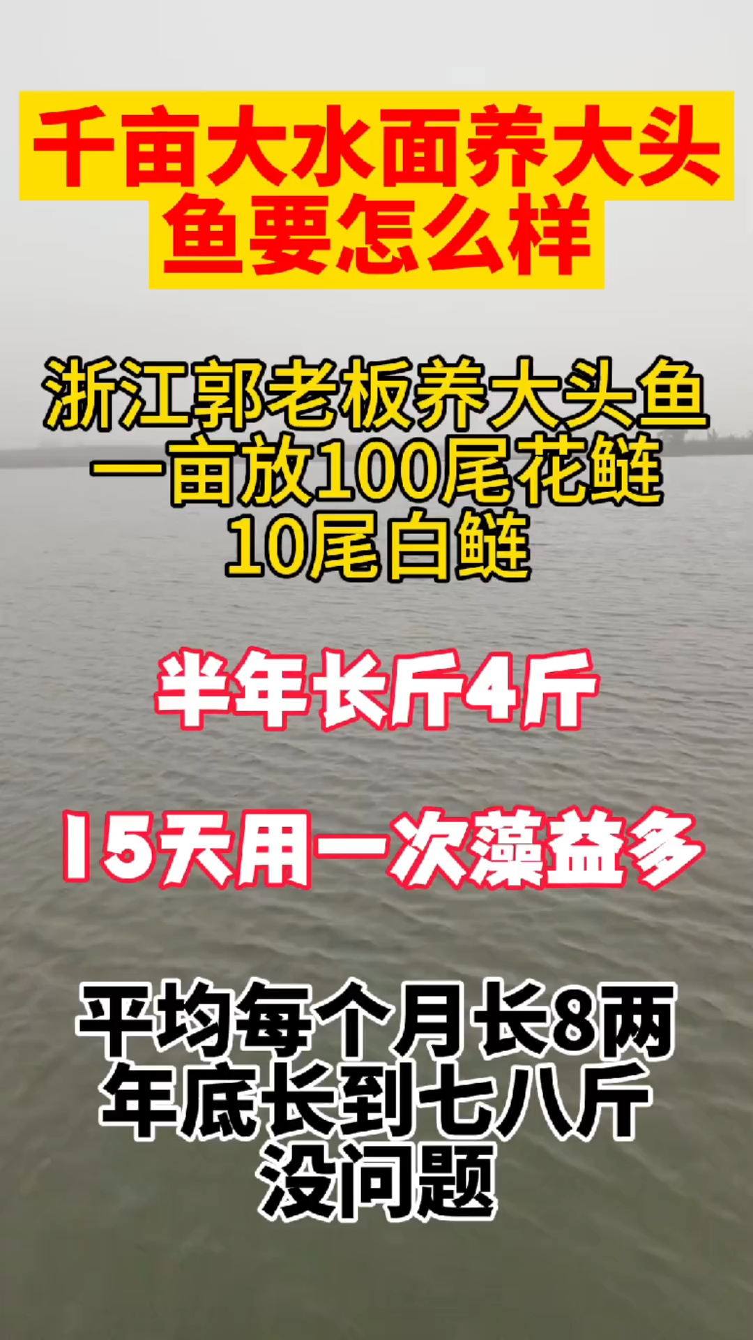 千亩大水面养大头鱼用藻益多月长七两