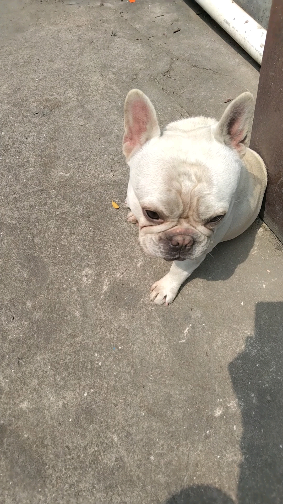 这是一只流浪狗,流浪到我们工厂,天天在饭堂吃剩菜剩饭。