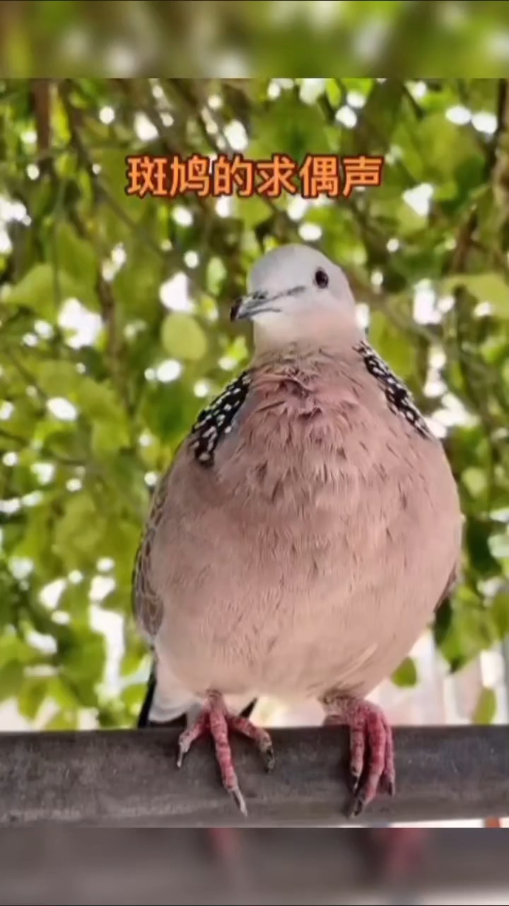 斑鸠叫声挺好听
