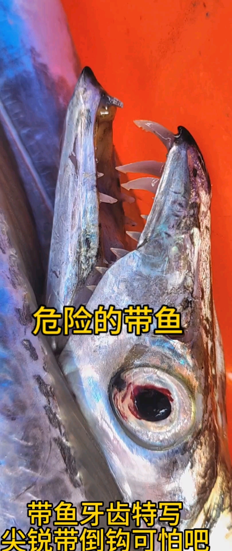 香煎带鱼好吃,但是要注意安全