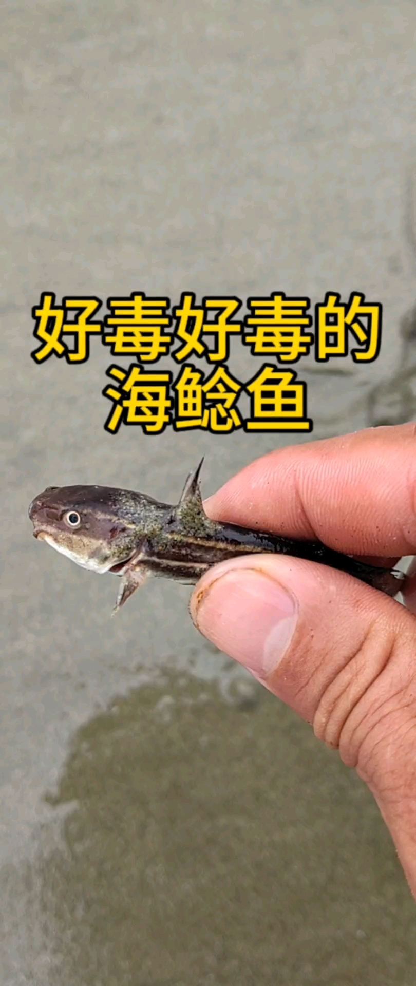 关于某人某日差点被鱼毒死的故事