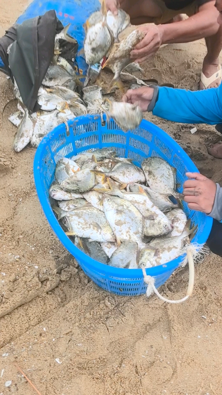 台风后的狂欢：鲳鱼任捡