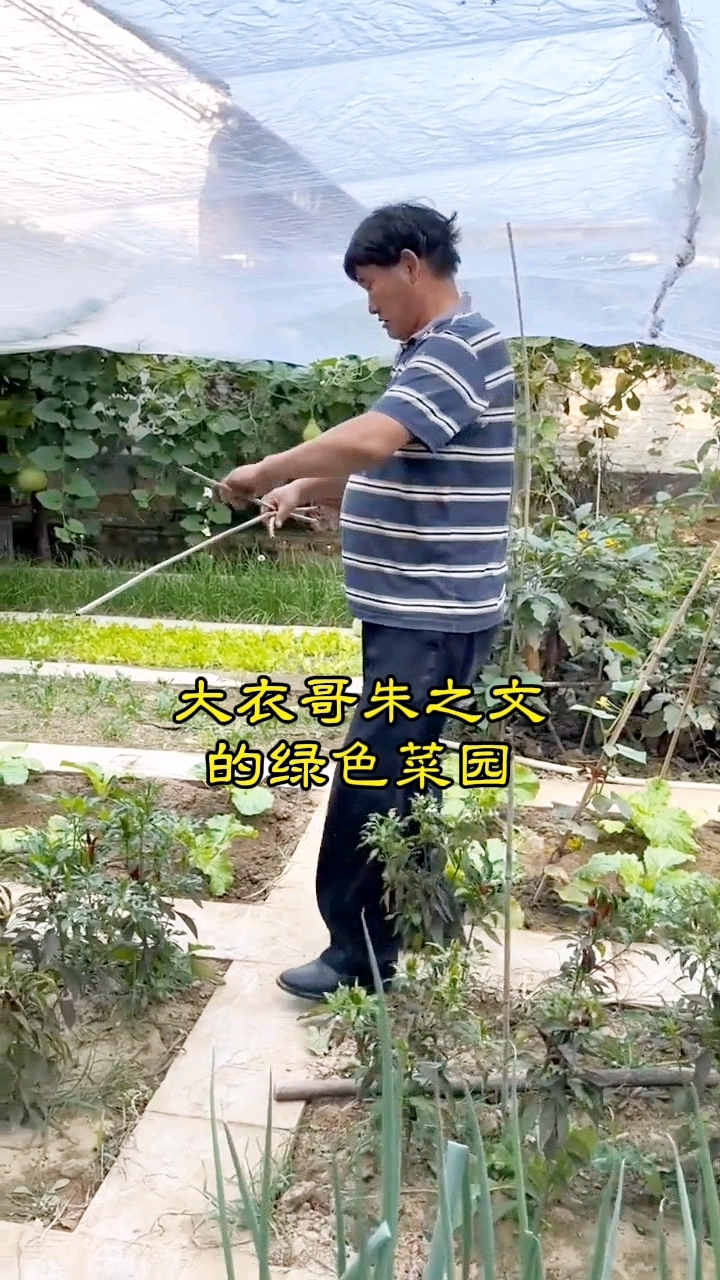 大衣哥朱之文的绿色菜园