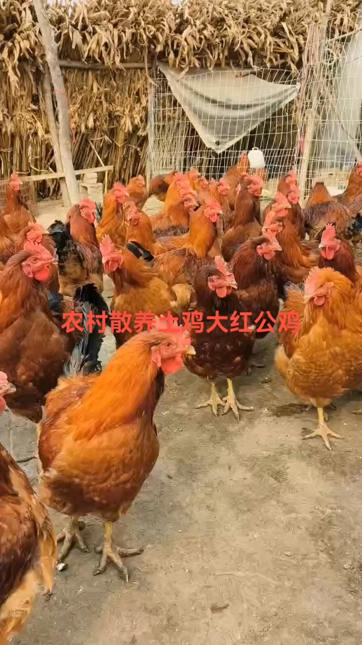 农村,散养土鸡大红公鸡