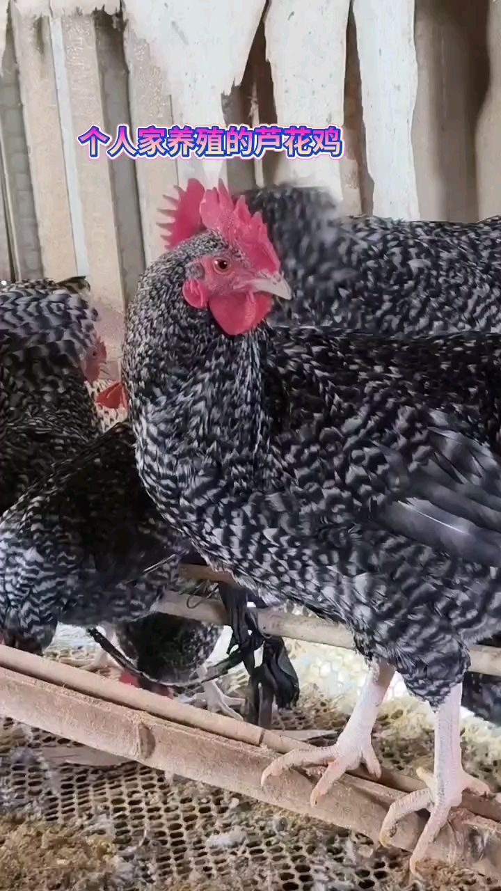 公鸡肉好吃,母鸡年产蛋280枚