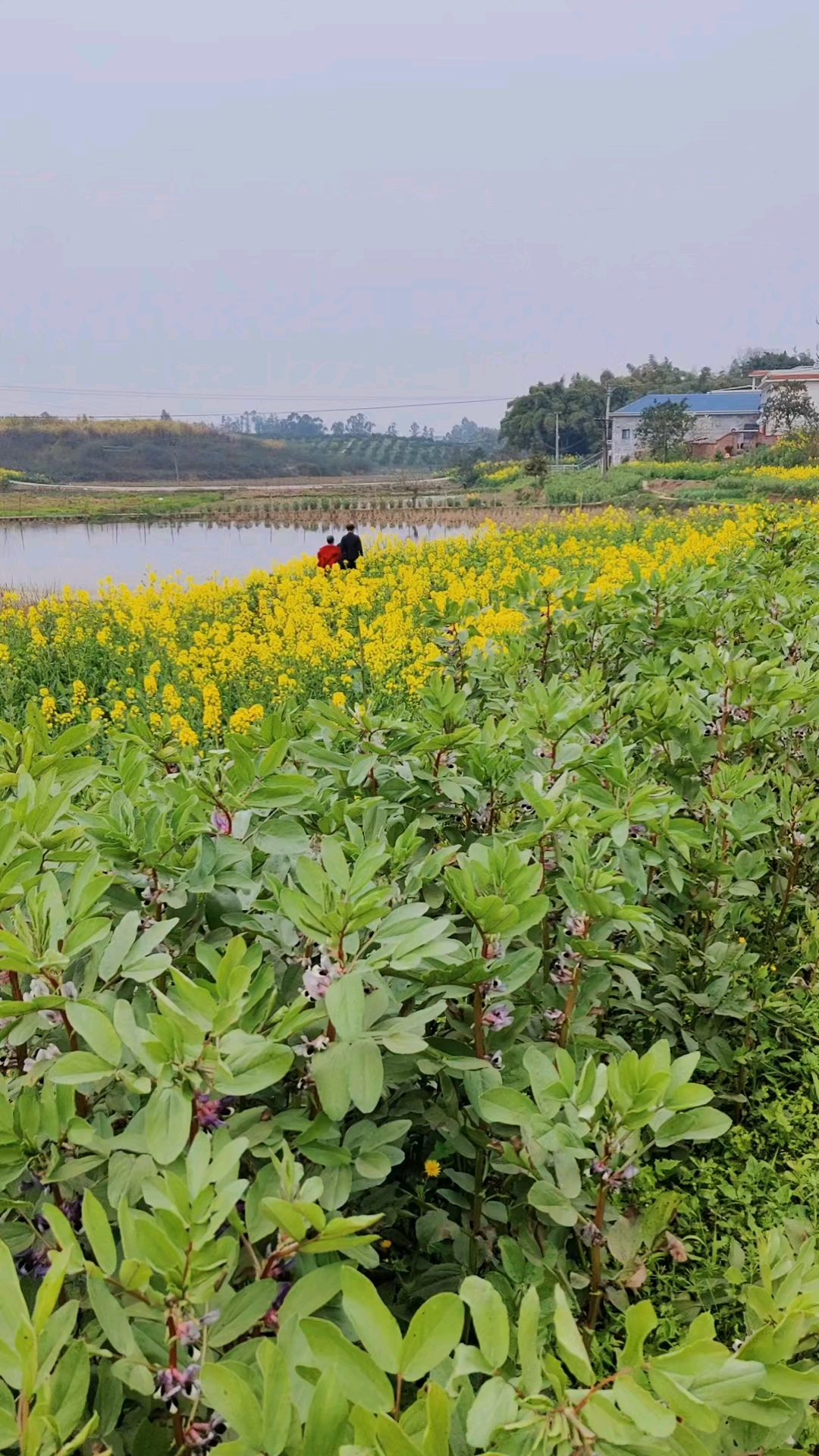 满屏油菜花,总有你喜欢的一朵。