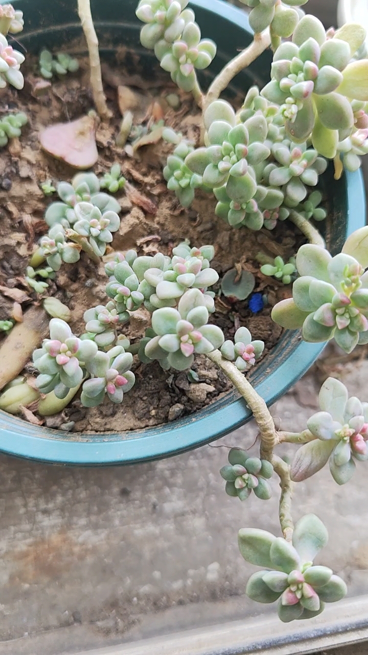 多肉植物怎么养才能出状态