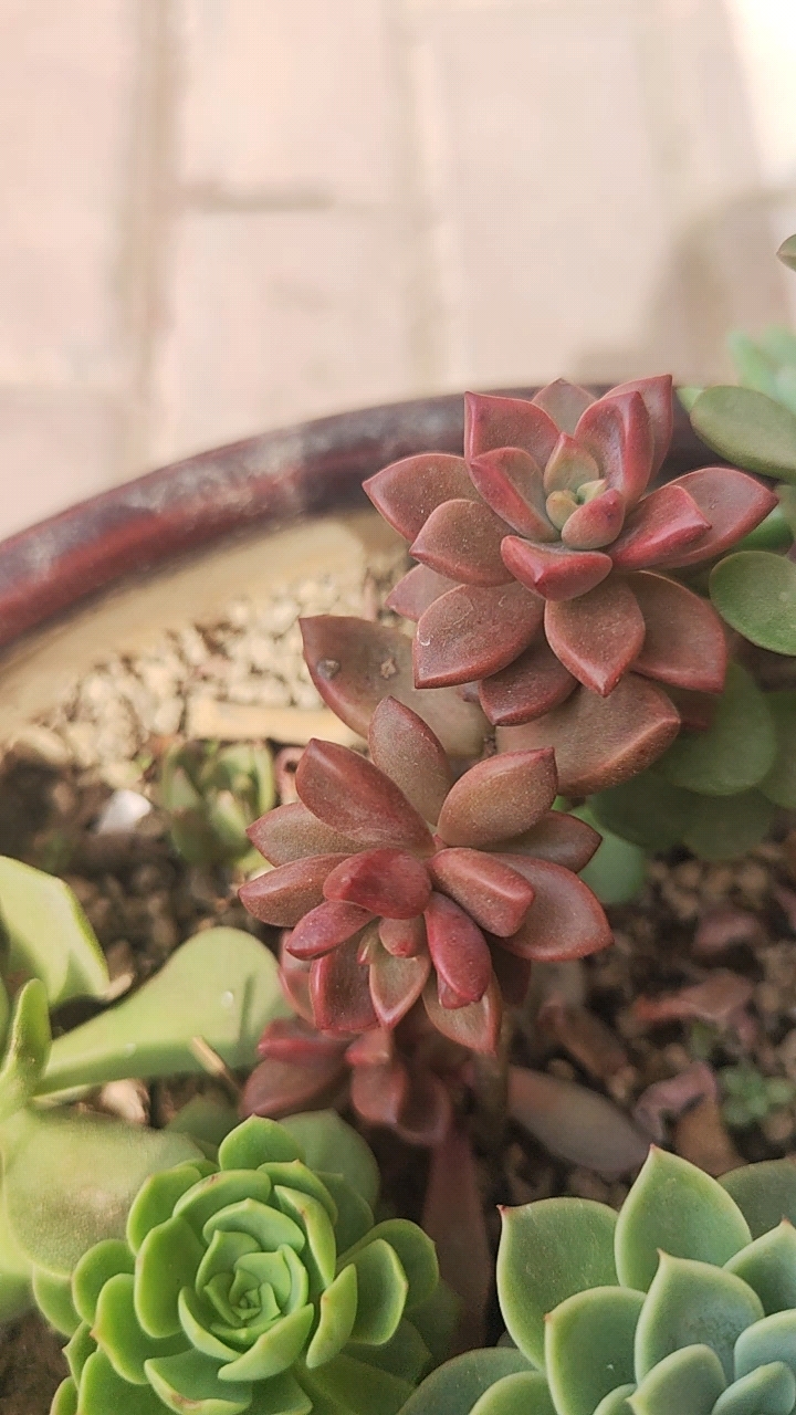多肉植物姬胧月怎么才能上色