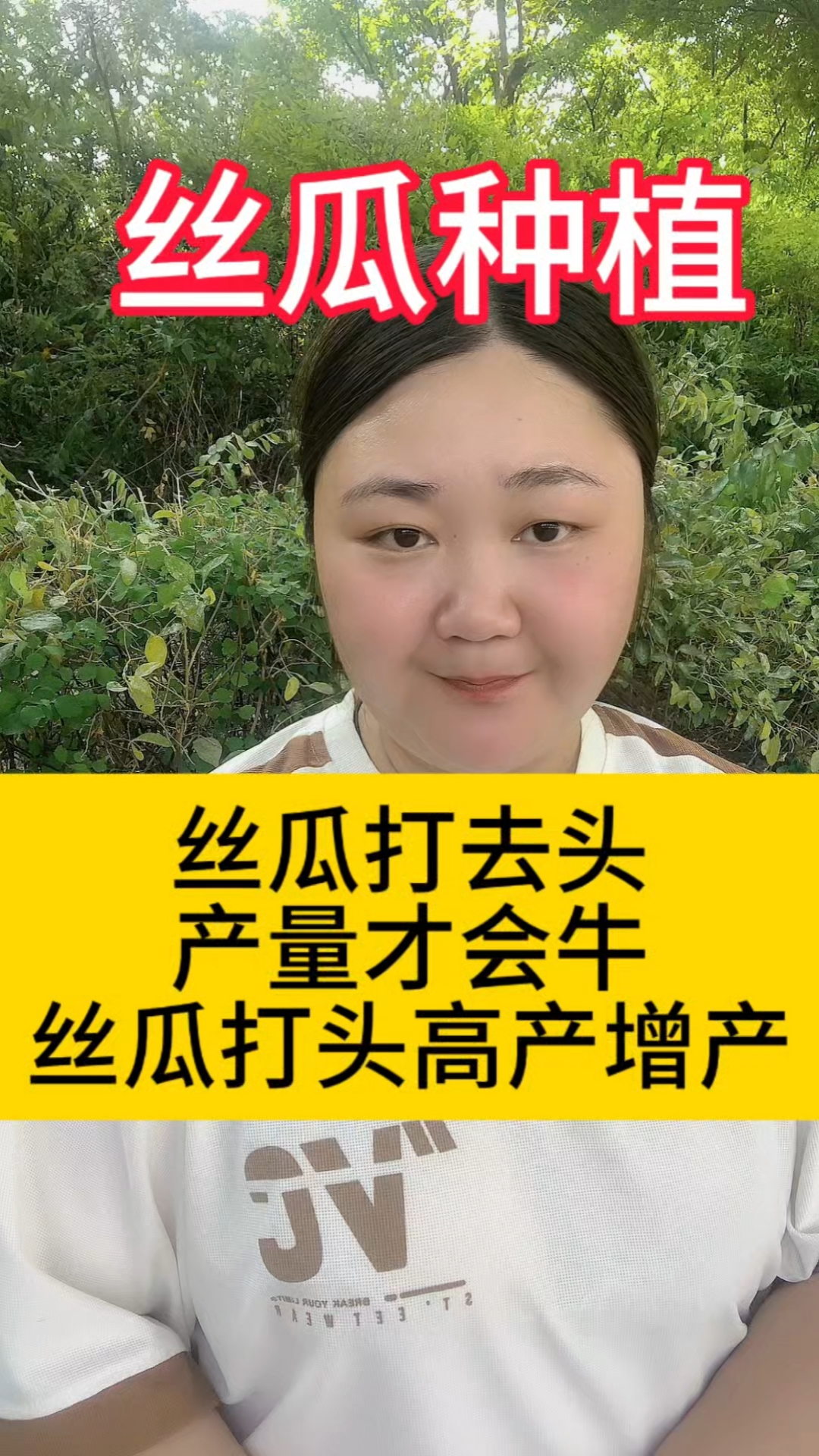 丝瓜种植,丝瓜打去头产量才会牛,丝瓜打头高产增产