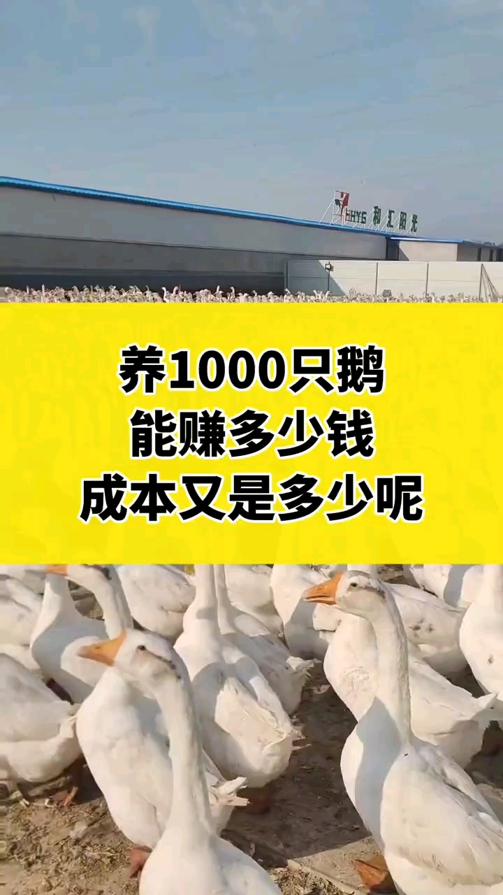 养鹅比较稳定,收入高,效益快。