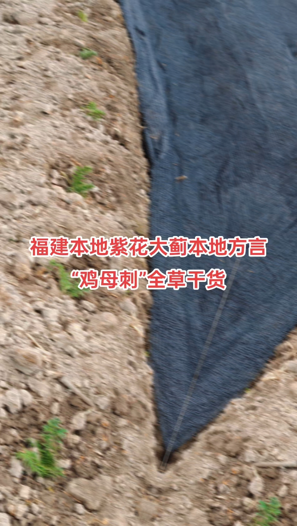 紫花大蓟别名 大刺儿菜、大刺盖、山萝卜、刺萝卜常年无限量供应