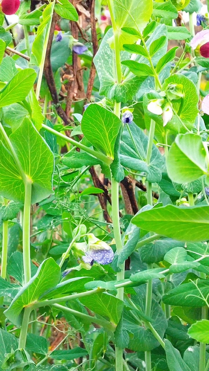 种的荷兰豆是硬荚的,想摘点苗吃,可惜苗又偏老了。