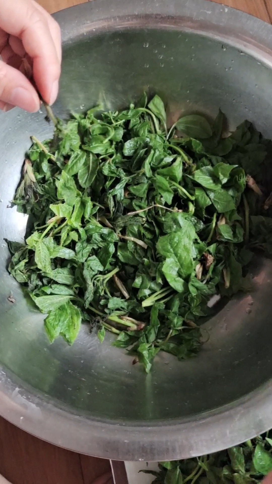 这是我岳父母寄的山野菜-刺五加,做成鸡蛋饼,美味呀