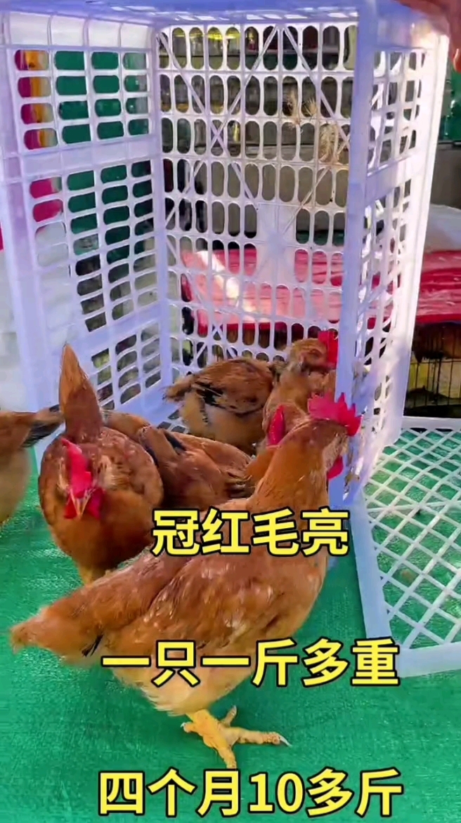 大红公鸡,脱温大红公鸡