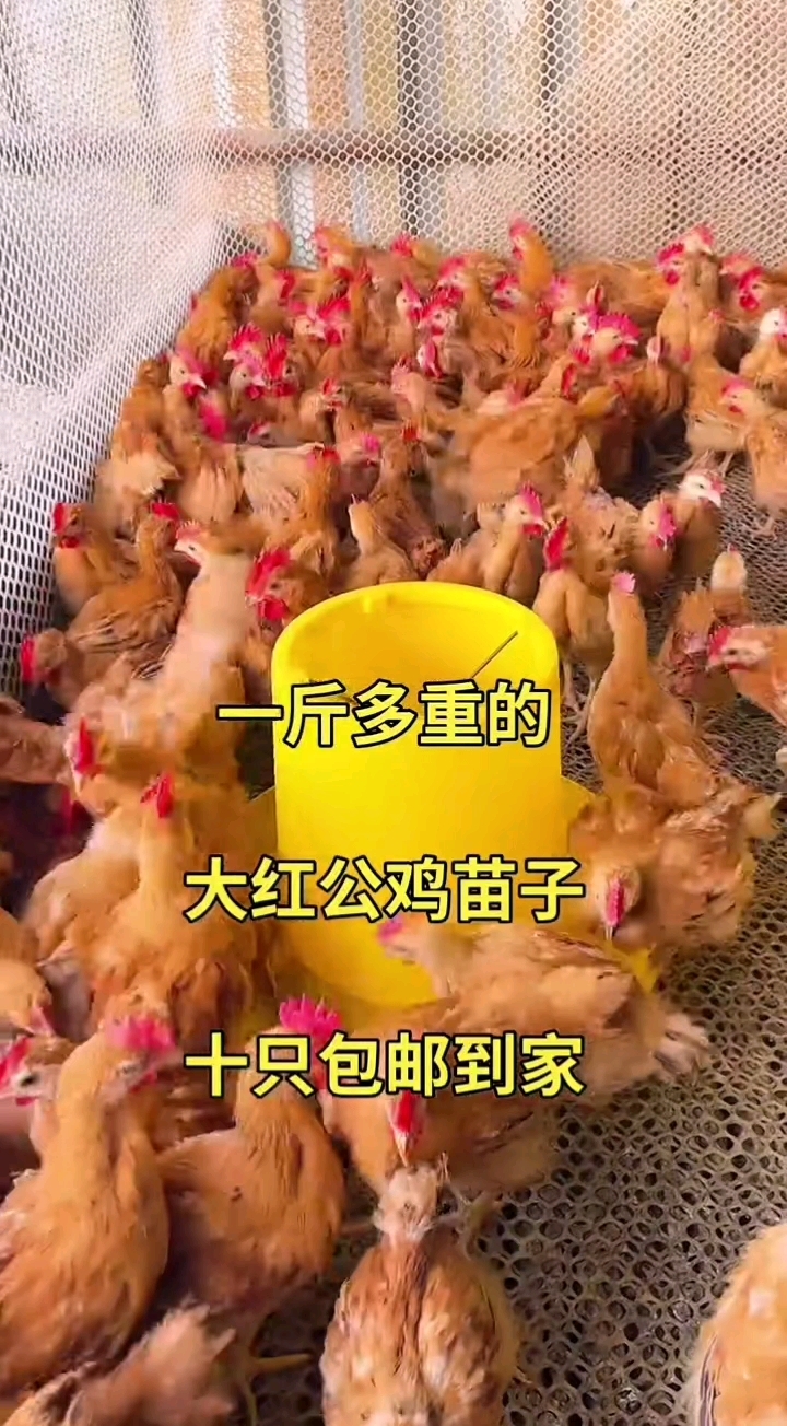 脱温大红公鸡苗,