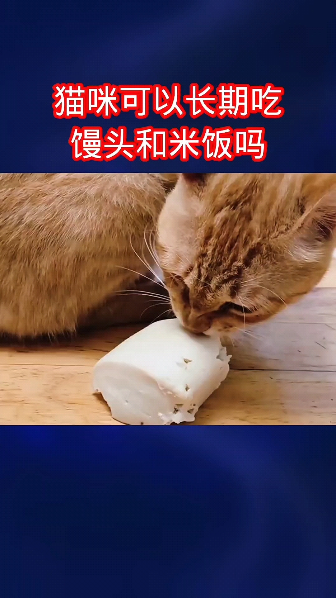 猫咪可以长期吃馒头和米饭吗